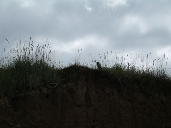  2006:09:02 23:39:18   Owl on top ofpit  outcrop.jpg